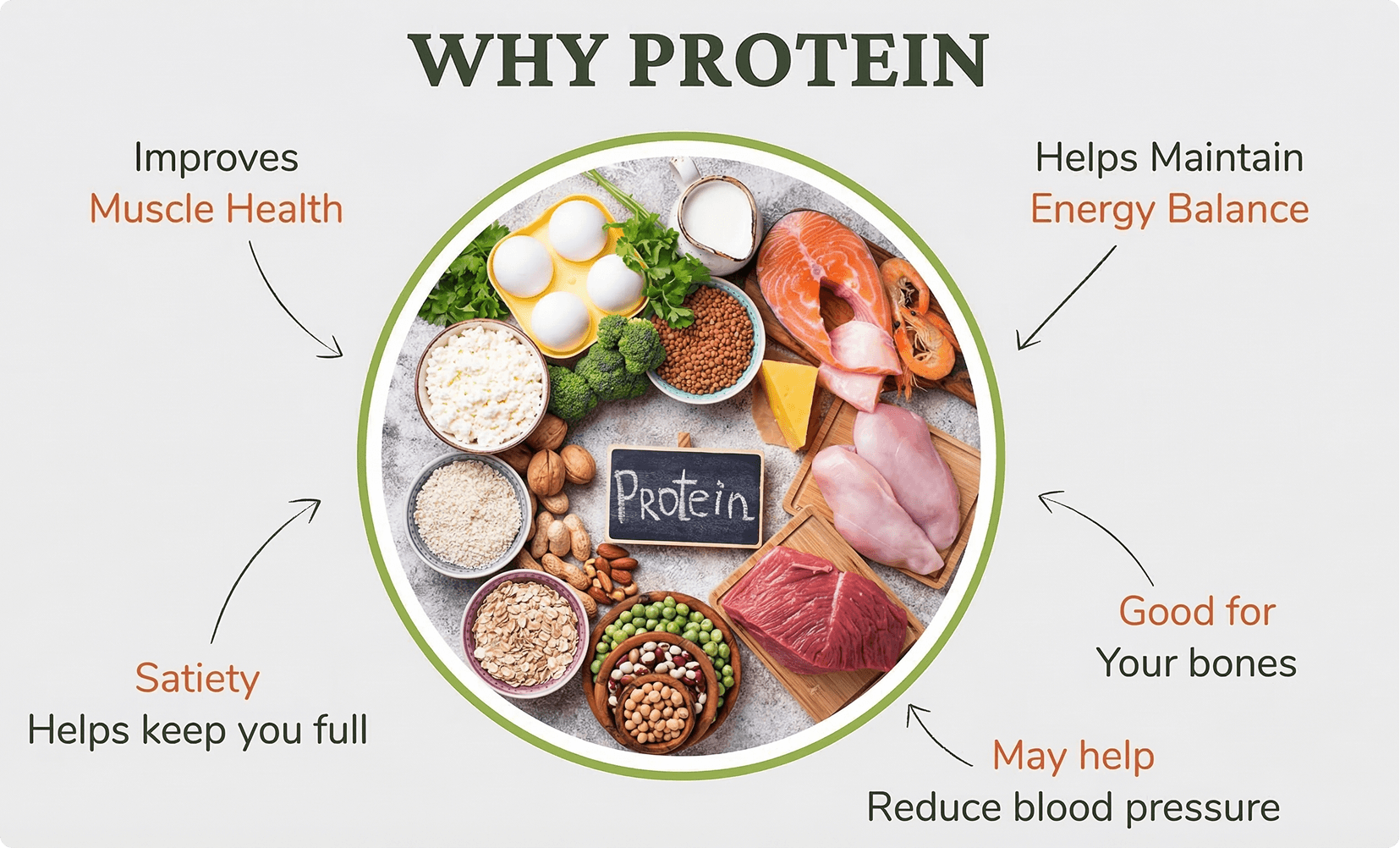 Infographic showing benefits of protein including muscle support, metabolism and bone health at vision elite